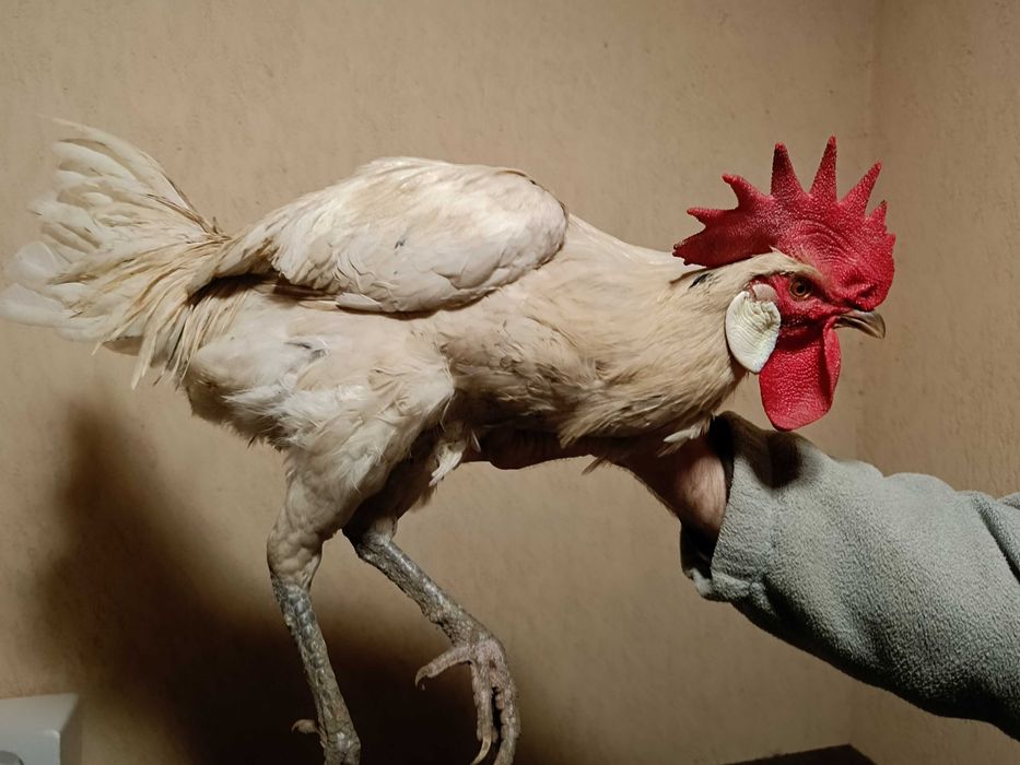 Koguty po 70zł i 100zł