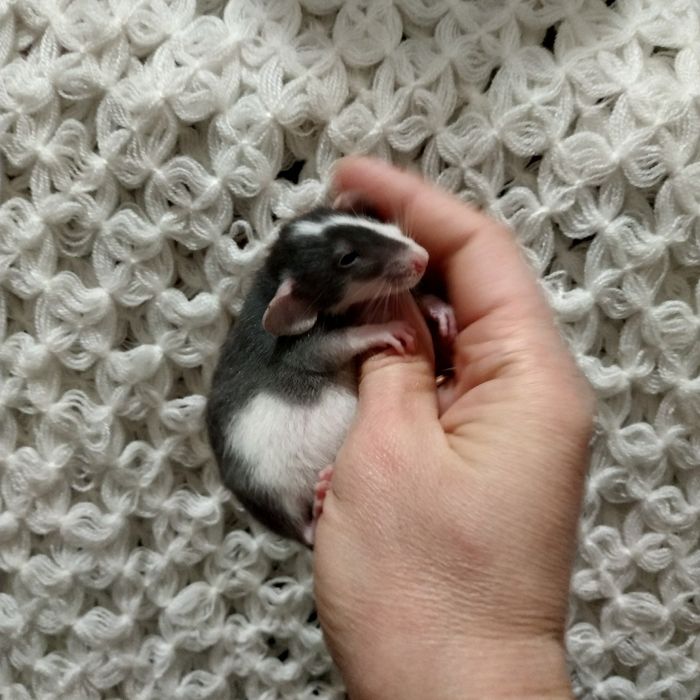 крысята декоративные домашние в Харькове возле метро купить  крыса