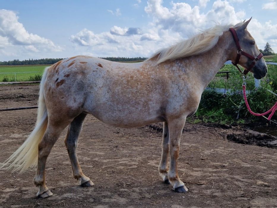 Irlandzki kucyk sportowy