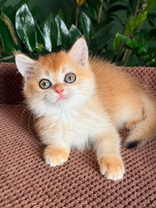 Британский котенок золотая шиншилла
Scottish fold