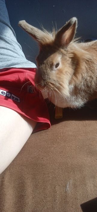 Króliczek rasy lwi