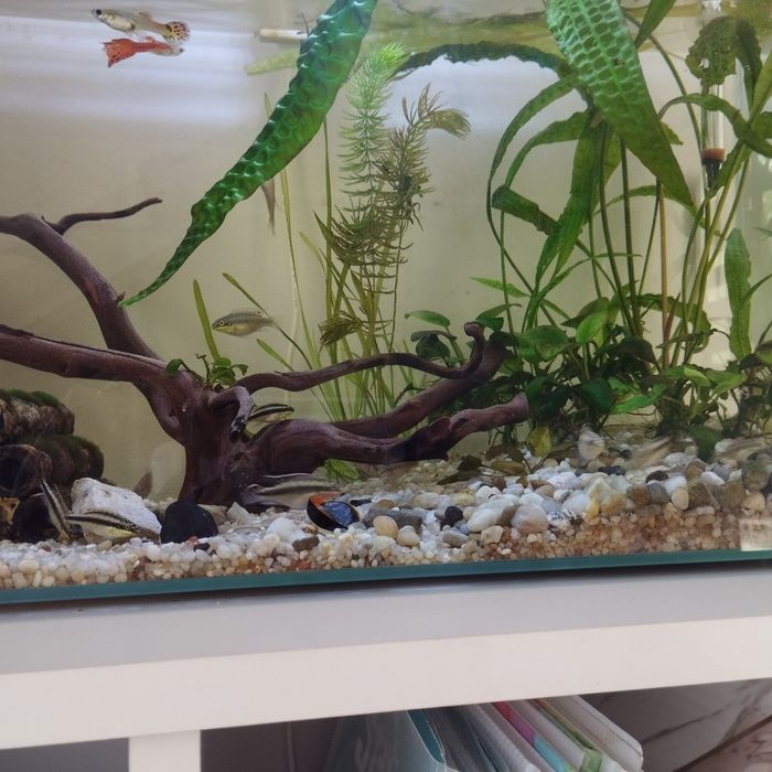 Barwniak Czerwonobrzuchy