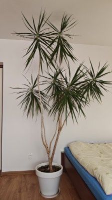 Dracena duży kwiatek