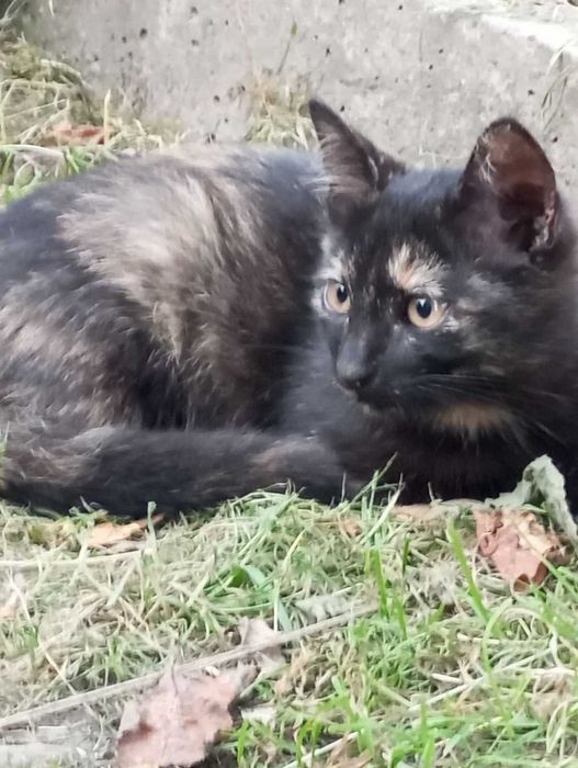 Киця Богдася 7 місяців