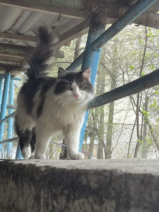 Котик шукає родину
