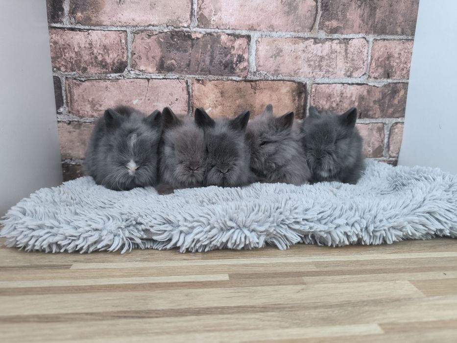 Króliczki karzełki Teddy mini króliki metryka
