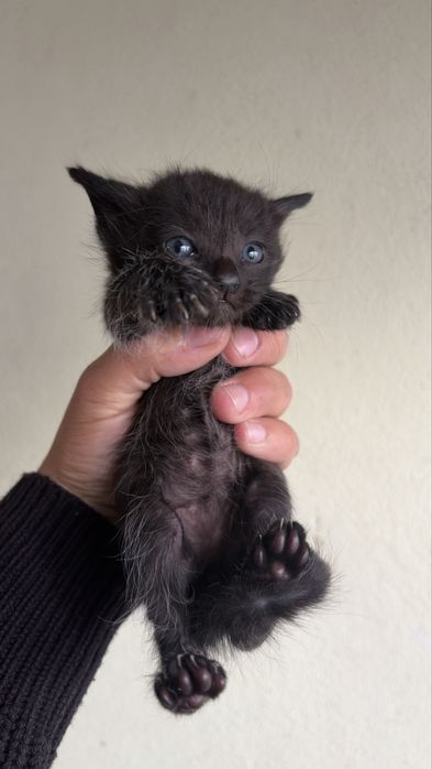 Dou gatos bebes!
