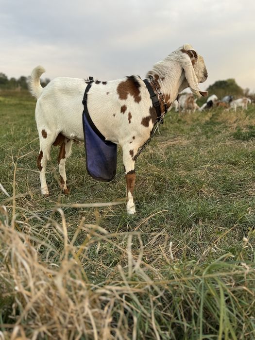 Гулабі нубійський козлик 25/75%