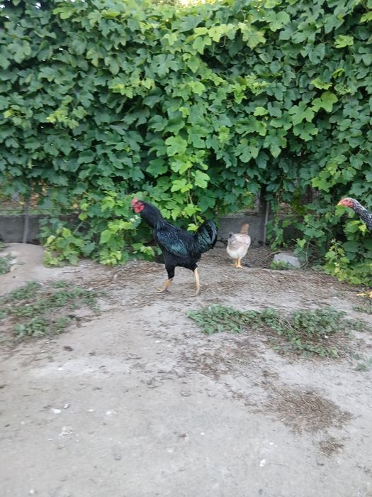 Frango jersey gigante