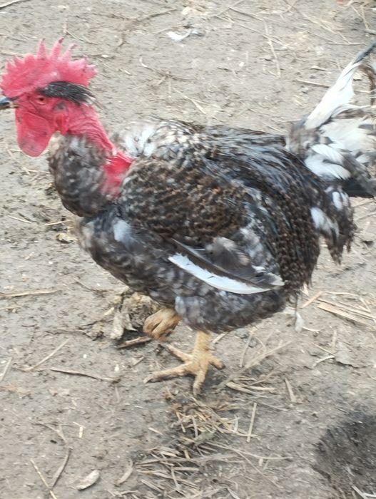 Продаю домашних петухов .