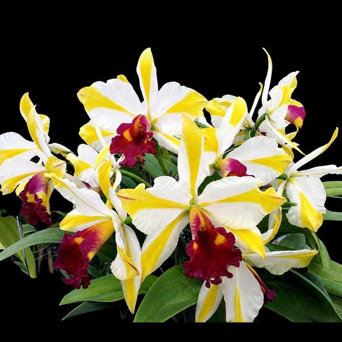 Orquídea Cattleya Happy Holidays