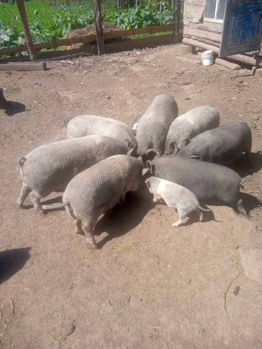 Продам в'єтнамців