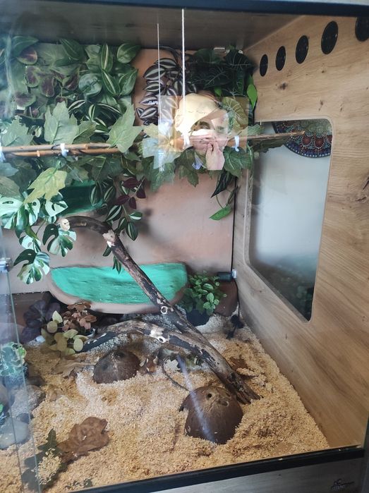 Duże terrarium z wężem