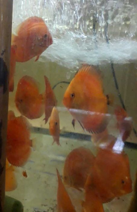 Дискусы разные породы и размеры, экзоты, боции и много разных рыбок