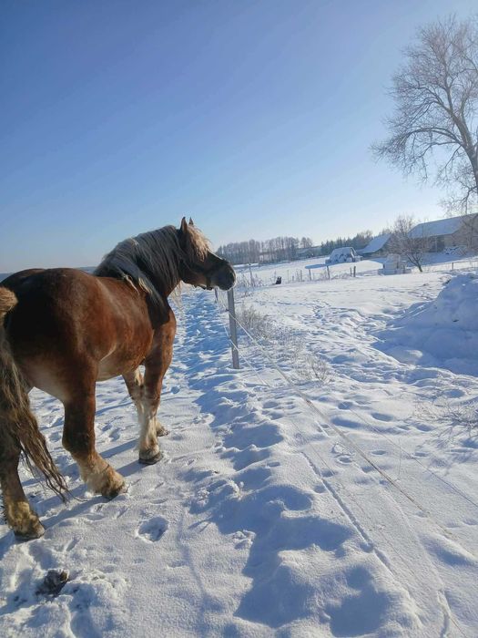 Ogier sokólski programowy