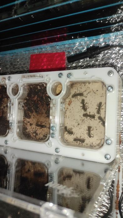 Муравьи пожарники, pachycondyla rufipes, формикарий в комплекте