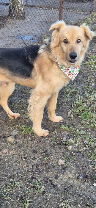 Piesek okolo 5 lat