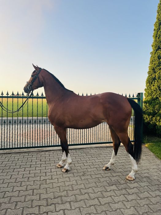 Klacz wielkopolska 4 lata