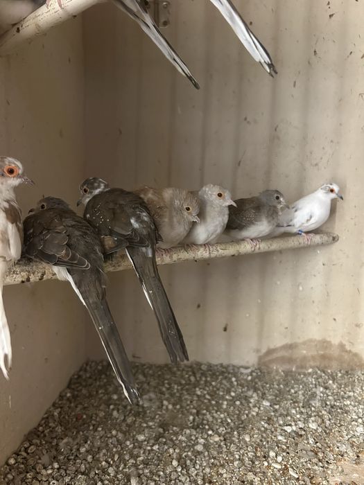 Gołąbki Diamentowe Szeki i Biala Parka