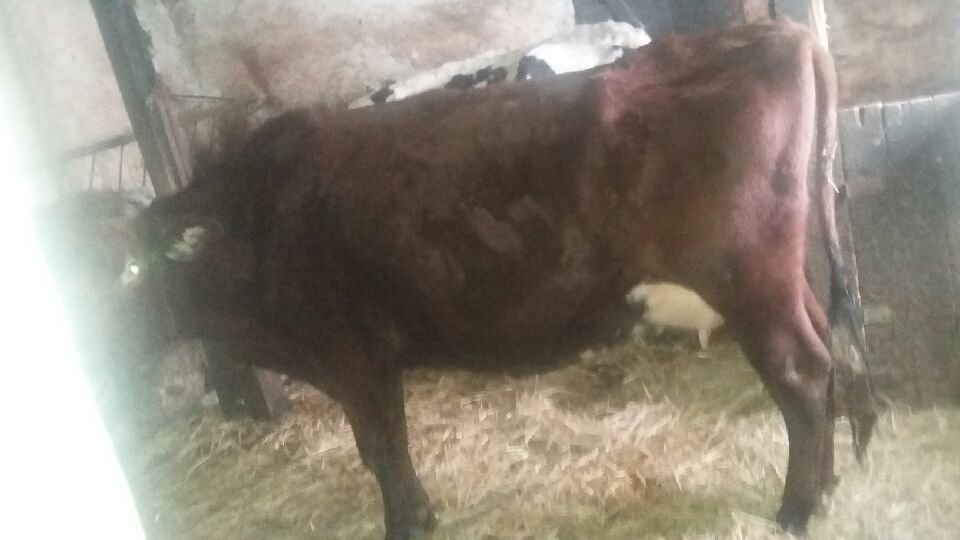 Sprzedam jedną z trzech krów