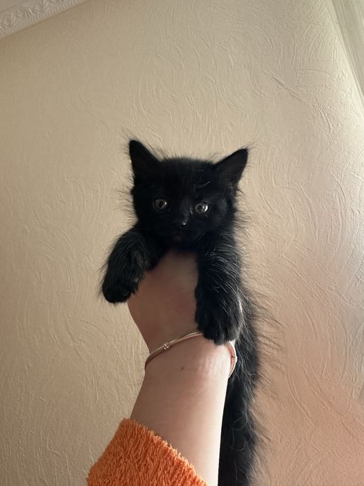 В добрі руки кошеня