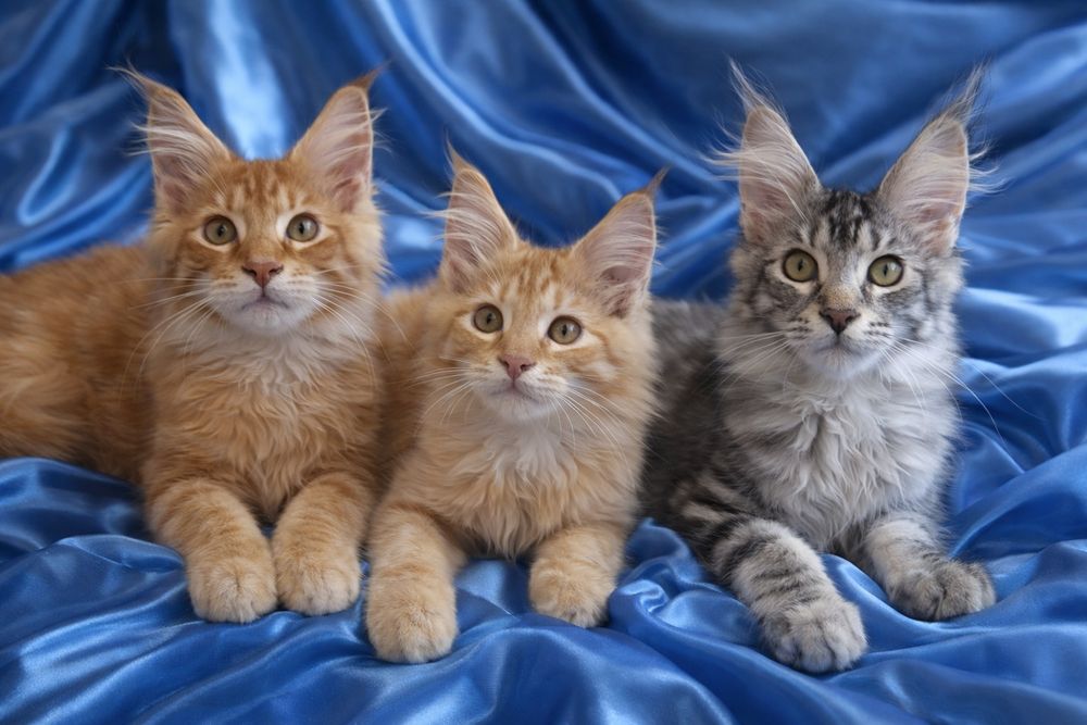 Кошенята Мейн Кун.