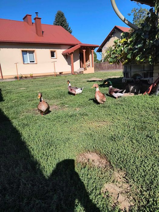 Kogut Zielononużka oraz Kaczki i Kaczory Staropolskie  + jajka od kaczek gratis