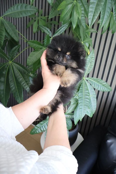 Spitz anão. Lulu da Pomerânia.  Pedigree. Lop e Afixo Perfeito