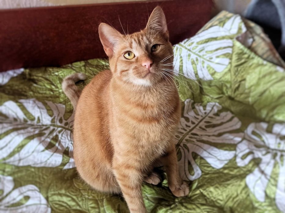 Неймовірний добродушний розумний кіт Денні кастрований