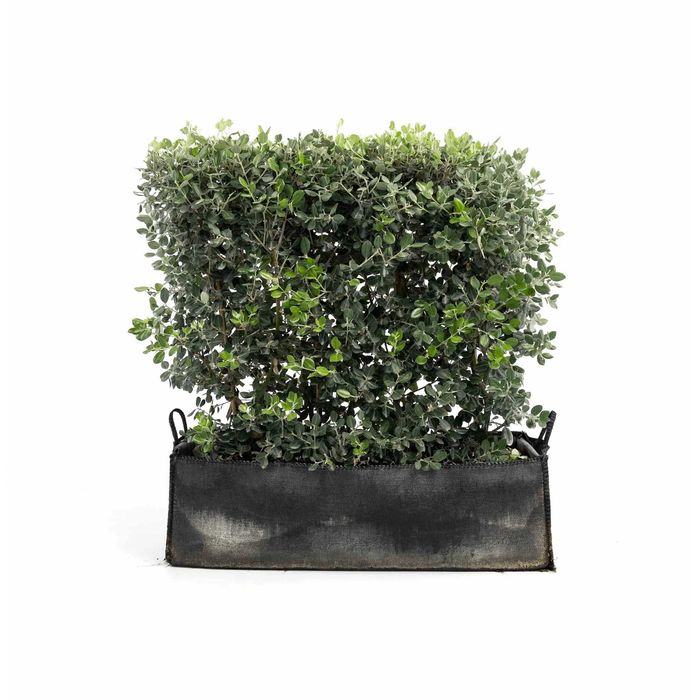 Sebes (Fotíneas, Metrosideros, Ligustros)