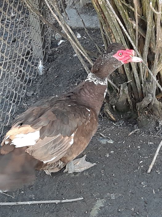 Sprzedam jajka kaczek