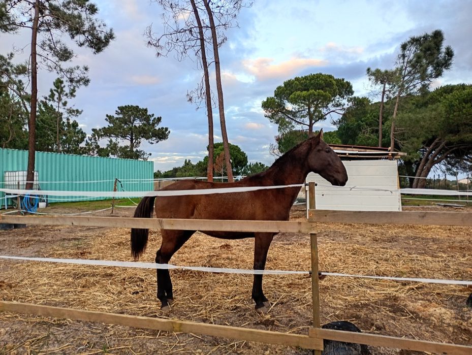 Poldro a fazer três anos em Março