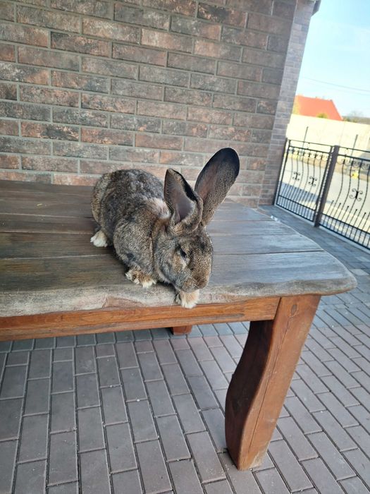 Sprzedam królika samca Olbrzym Belgijski