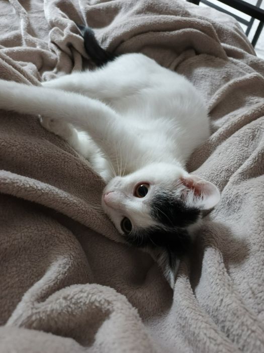 Kot kotka Lindzia do adopcji ok 17 tyg