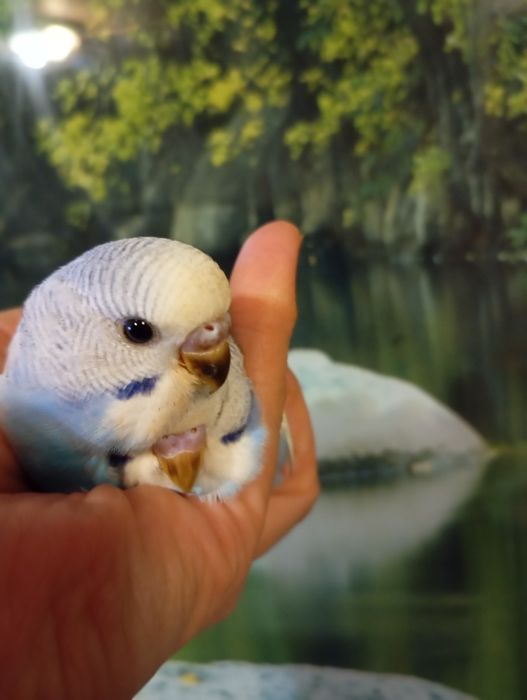 Корм  для корелли і хвилястика і все що на  фото