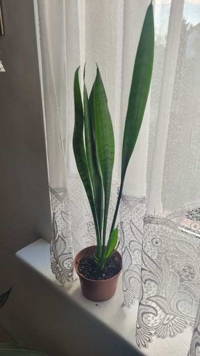 Duże kwiaty doniczkowe