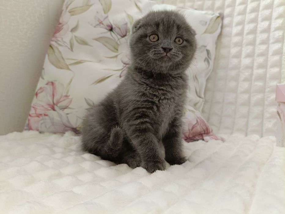 Клубні шотландські кошенята