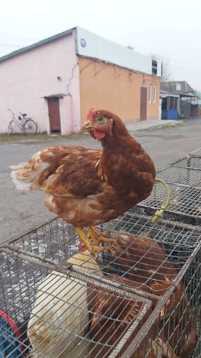 Вакцинована курка Ломан,вік до 5 міс