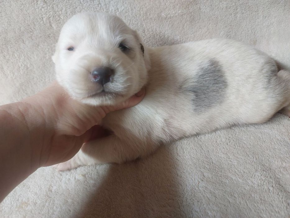 Шинки алабай САО