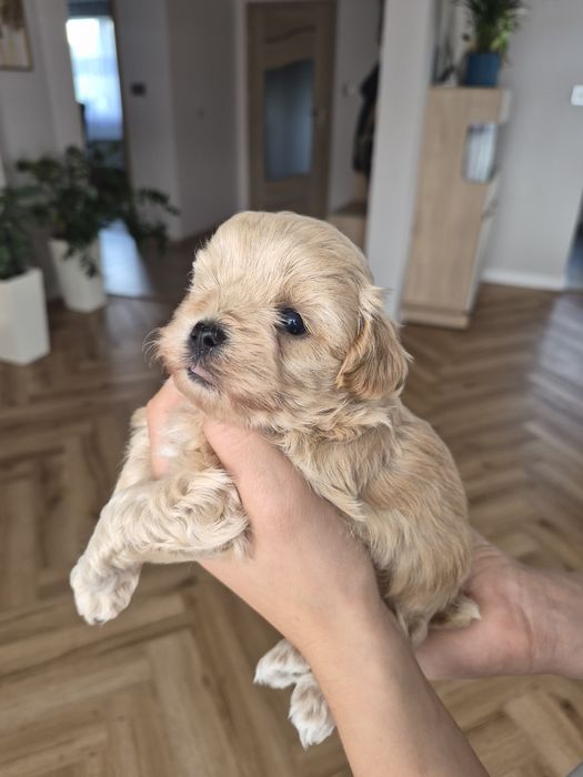 Maltipoo  piesek