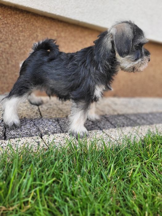 Sznaucer Miniaturowy Pieprz i Sól