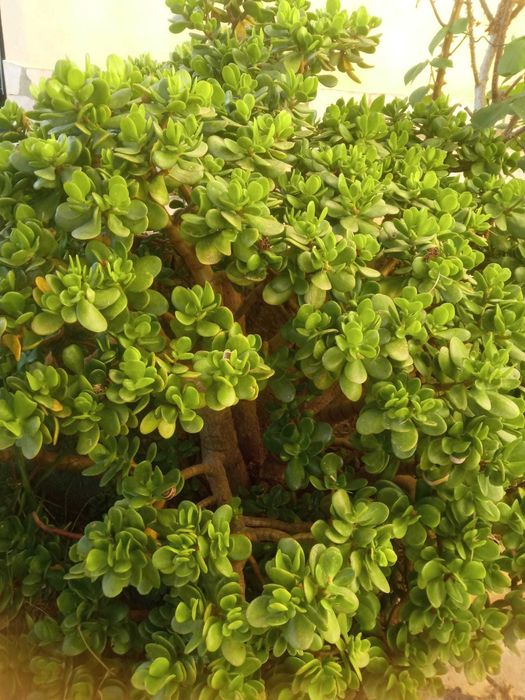 Planta de Jade,