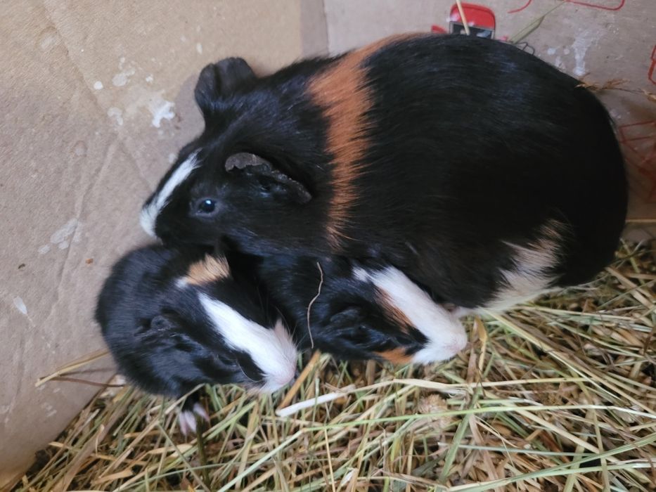 Продаю морські свинки