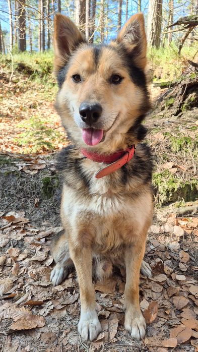 Łagodny pies szuka domu  / do adopcji