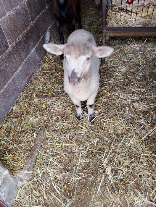 Vendo borrego 3 meses
