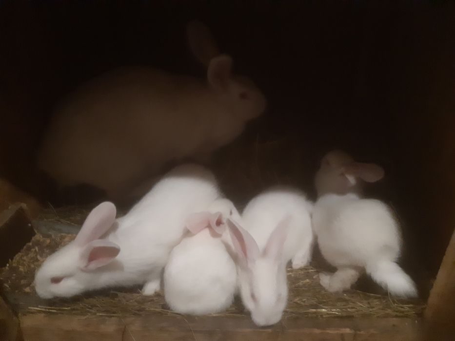 Termondzkie białe wysyłka