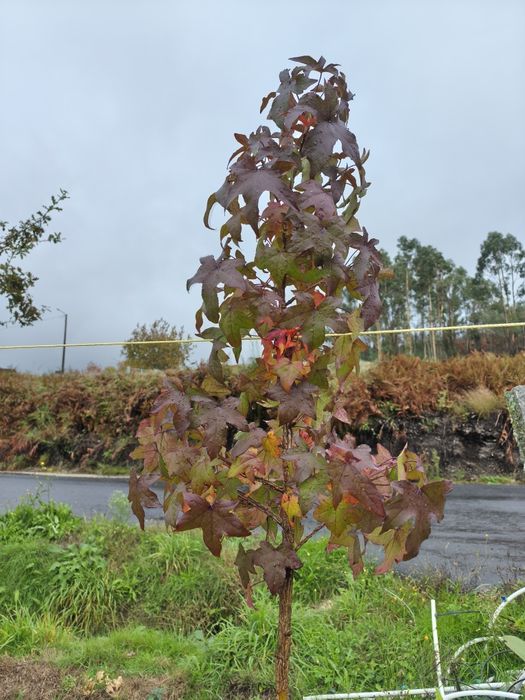 Liquidambar Styraciflua