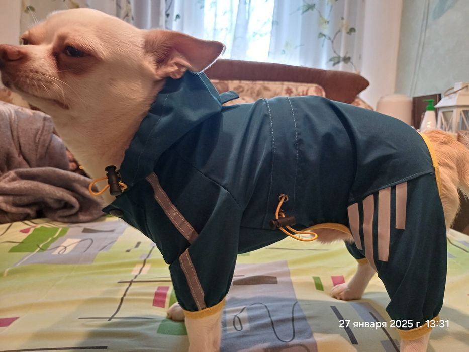 Дощовичок на маленьку собачку