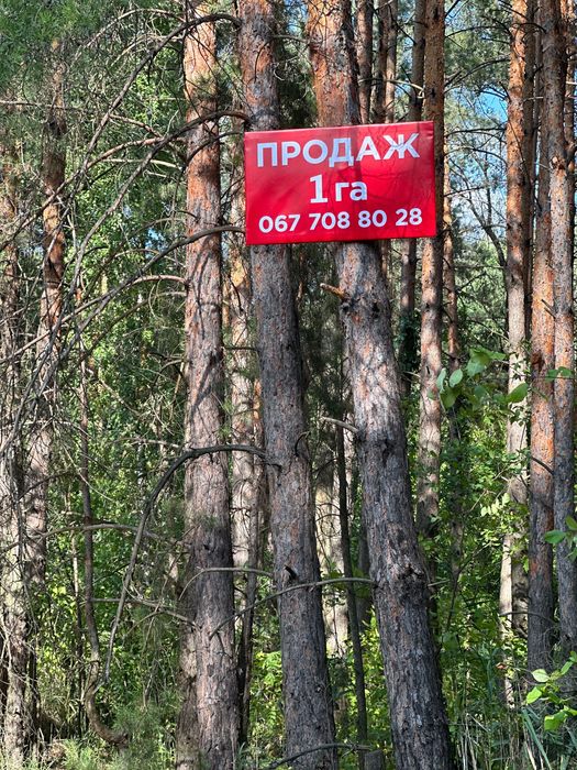 Продаж землі 1 Га/ Сосновий ліс/ Плюти/ Під забудову/ Можливий поділ