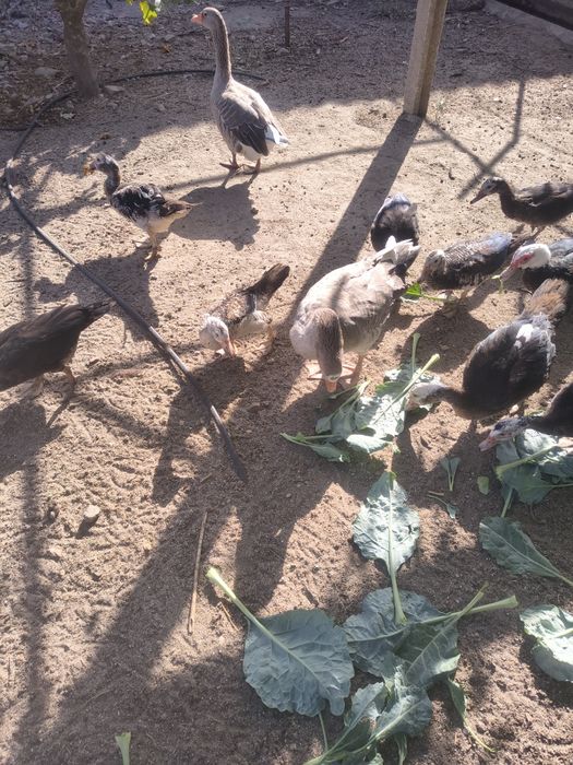 Casal de patos ganços
